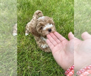 Poodle (Toy) Puppy for sale in FARMINGTON, MI, USA