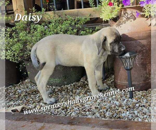 Medium Photo #5 Mastiff Puppy For Sale in CABOOL, MO, USA