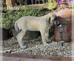 Daisy - Female Mastiff Puppy for Sale - Photo #5