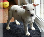 Small American Bulldog-Labrador Retriever Mix