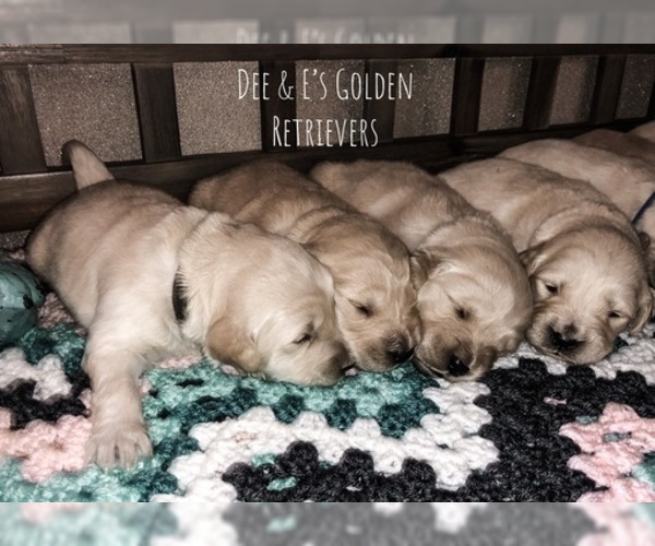 Medium Photo #17 Golden Retriever Puppy For Sale in PRYOR, OK, USA