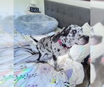 Small #11 Black and Tan Coonhound-Catahoula Leopard Dog Mix