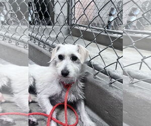 Mutt Dogs for adoption in San Jose, CA, USA