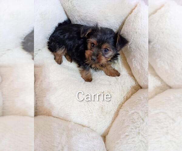 Medium Photo #2 Yorkshire Terrier Puppy For Sale in ROSEBUSH, MI, USA