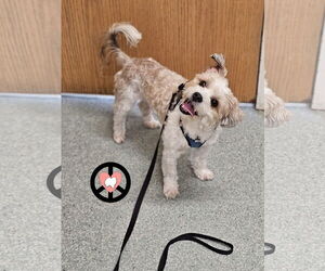 Shih Tzu Dogs for adoption in Lebanon, PA, USA