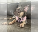 Small Photo #1 French Bulldog Puppy For Sale in BOWLING GREEN, KY, USA