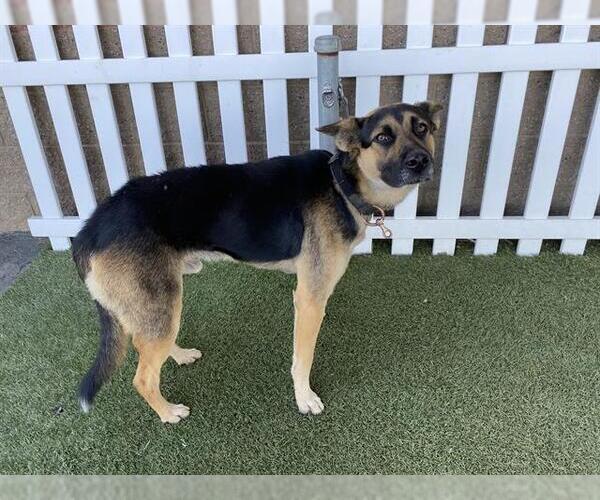 Medium Photo #1 German Shepherd Dog-Unknown Mix Puppy For Sale in Modesto, CA, USA