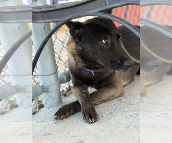 Medium Photo #2 German Shepherd Dog-Unknown Mix Puppy For Sale in Imlay City, MI, USA
