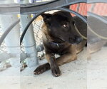 Small #1 German Shepherd Dog Mix