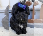 Small Morkie-Poodle (Toy) Mix