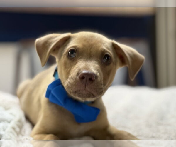 Medium Photo #1 Labrador Retriever-Unknown Mix Puppy For Sale in Phoenix, AZ, USA