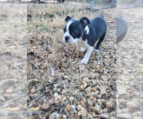 Medium Photo #3 Boston Terrier Puppy For Sale in TARBORO, NC, USA