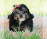 Small Photo #26 Poodle (Miniature) Puppy For Sale in WARSAW, IN, USA