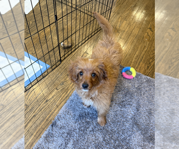 Medium Photo #4 Golden Retriever-Unknown Mix Puppy For Sale in Brooklyn, NY, USA