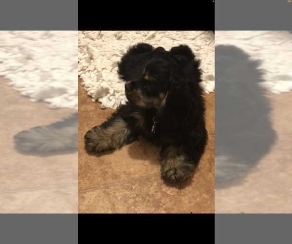 Medium Photo #4 Cocker Spaniel Puppy For Sale in BEEVILLE, TX, USA