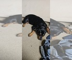 Small Photo #13 Rottweiler Puppy For Sale in WAVELAND, IN, USA