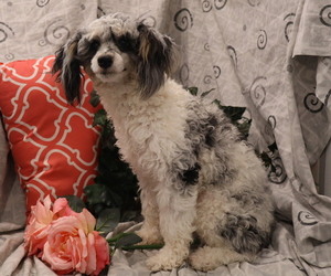 Mother of the Cavapoo puppies born on 05/08/2025