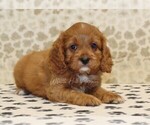 Small #2 Cavapoo