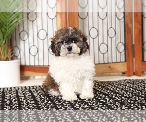 Zuchon Puppy for sale in NAPLES, FL, USA