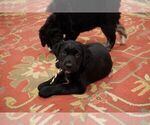 Puppy Penny Doodle-Labradoodle Mix