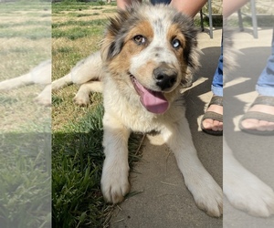 Border-Aussie Puppy for sale in LINDSAY, CA, USA