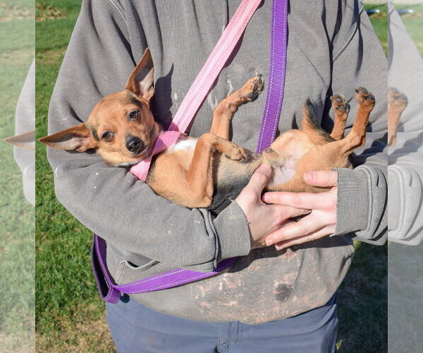 Medium Photo #5 Chipin Puppy For Sale in Huntley, IL, USA