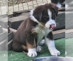 Small #7 Australian Shepherd