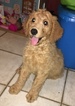 Small Photo #4 Goldendoodle Puppy For Sale in BRONX, NY, USA