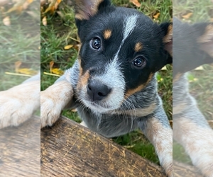 Australian Cattle Dog Puppy for sale in NEW YORK MILLS, MN, USA
