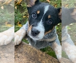 Small Photo #1 Australian Cattle Dog Puppy For Sale in NEW YORK MILLS, MN, USA