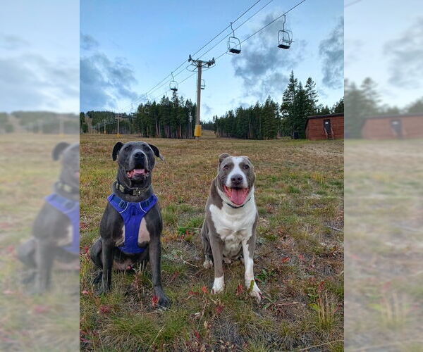 Medium Photo #3 Mutt Puppy For Sale in Aurora, CO, USA