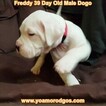 Small Photo #263 Dogo Argentino Puppy For Sale in PINEVILLE, MO, USA