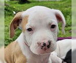 Small #1 Pointer-Treeing Walker Coonhound Mix