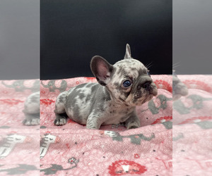 French Bulldog Puppy for sale in SAN FRANCISCO, CA, USA