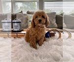 Small Photo #3 Cockapoo Puppy For Sale in INDIANAPOLIS, IN, USA