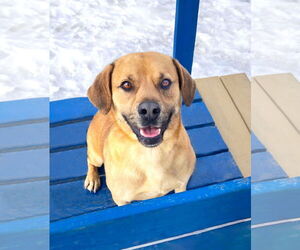 Labrador Retriever-Unknown Mix Dogs for adoption in Unionville, PA, USA