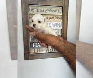 Maltese Puppy for sale in DELTONA, FL, USA