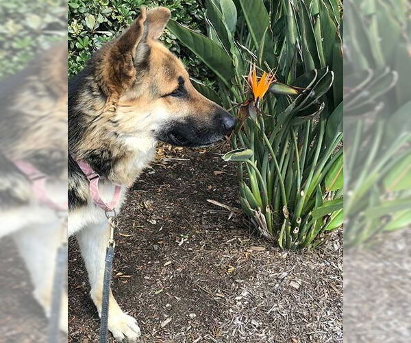 Medium Photo #3 German Shepherd Dog Puppy For Sale in San Diego, CA, USA