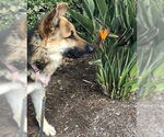 Small #2 German Shepherd Dog