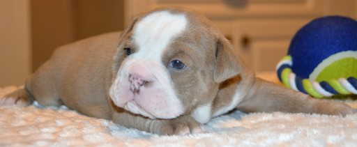 Medium Photo #1 Bulldog Puppy For Sale in LOUISVILLE, KY, USA