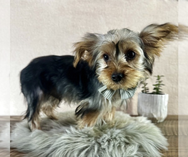 Medium Photo #1 Yorkshire Terrier Puppy For Sale in NAPPANEE, IN, USA