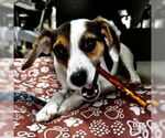 Small #6 Beagle-Coonhound Mix