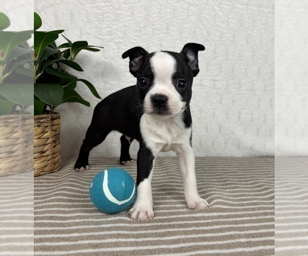 Medium Photo #3 Boston Terrier Puppy For Sale in GREENFIELD, IN, USA