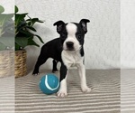 Small #2 Boston Terrier