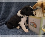 Small #14 Border Collie