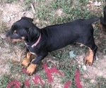 Small Photo #13 Doberman Pinscher Puppy For Sale in NASHVILLE, TN, USA