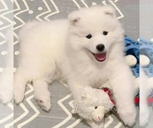 Samoyed Puppy for Sale in ROSEVILLE, Michigan USA