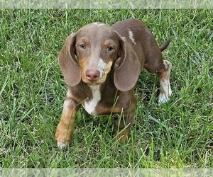 Dachshund Puppy for sale in CLARK, MO, USA