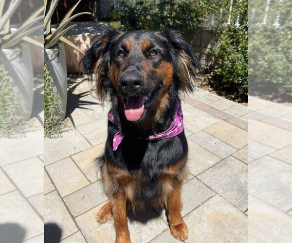 Medium Photo #2 German Shepherd Dog-Unknown Mix Puppy For Sale in Lake Forest, CA, USA