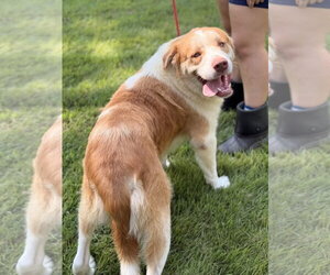 LITTLE T - Male Australian Shepherd Dog for Adoption - Photo #4